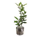 Bay Laurel Plant Live - 8 to 12 Inch Bay Leaf Tree Indoor Outdoor