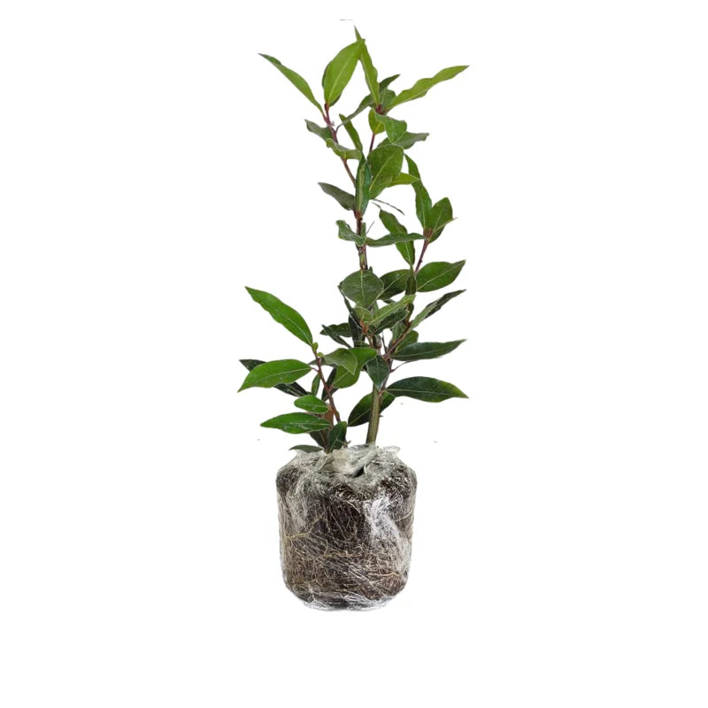 Bay Laurel Plant Live - 8 to 12 Inch Bay Leaf Tree Indoor Outdoor