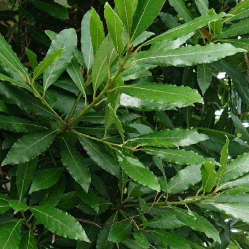 Bay Laurel Plant - Live Fragrant Bay Leaf Tree 4-8 Inch Well Rooted