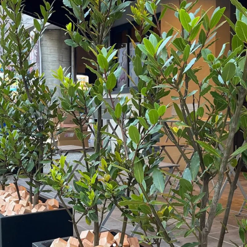 Bay Leaf Plant - Laurus Nobilis Live Plant - 5-7 Inch - Green