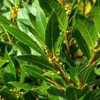 Bay Laurel Plant Live - 8 to 12 Inch Bay Leaf Tree Indoor Outdoor