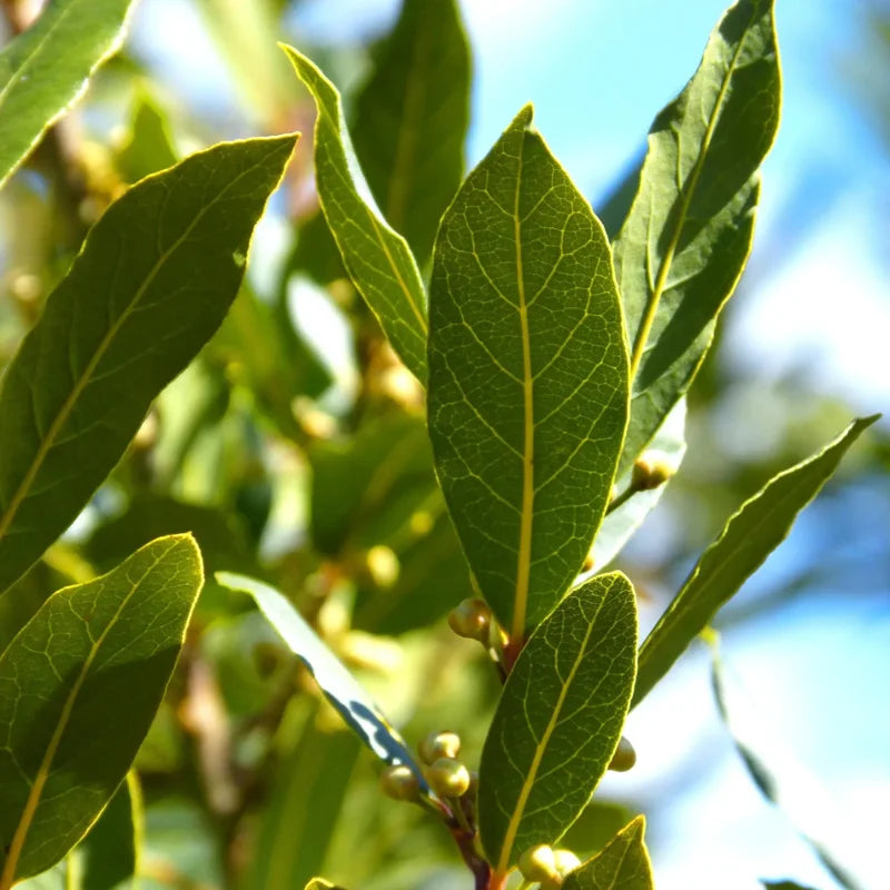 Bay Laurel Plant Live - 8 to 12 Inch Bay Leaf Tree Indoor Outdoor
