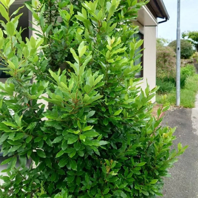 Bay Leaf Plant Live - Bay Laurel Tree 5-7 Inches Indoor Outdoor