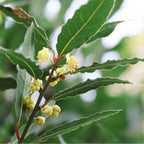 Bay Leaf Plant for Planting, Bay Laurel Laurus Nobilis, Bay Leaves Plant Live, Sweet Bay Tree Live Plant 4" to 7" Tall