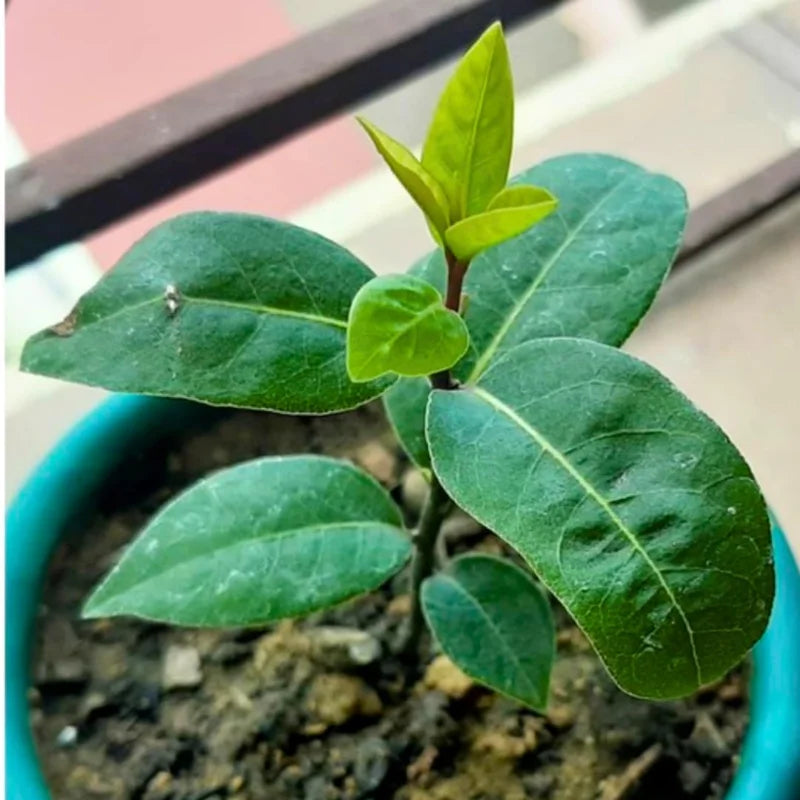 Bay Leaf Plants Laurus Nobilis Pack 2, 4-9 Inch Starter Trees