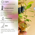 Bay Leaf Tree Live Plant - Laurus Nobilis - 6 Months Old - Cold Hardy Herb