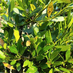 Bay Leaf Tree Live Plant - Sweet Bay Laurel, 5-7 Inch, Outdoor Ready
