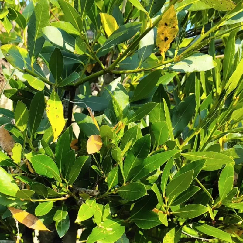 Bay Leaf Tree Live Plant - Sweet Bay Laurel, 5-7 Inch, Outdoor Ready
