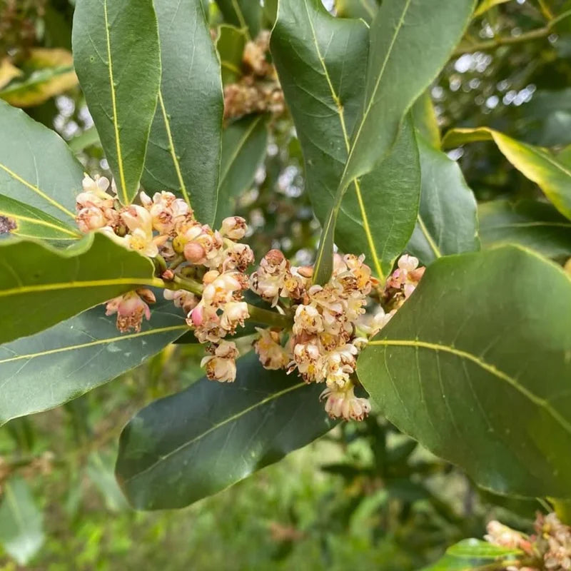 Bay Leaf Tree Live Plant - Sweet Bay Laurel, 5-7 Inch, Outdoor Ready