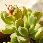 Bear's Paw Cotyledon Succulent Live Potted Plant in 4 Inch Pot, Ornamental House Plant