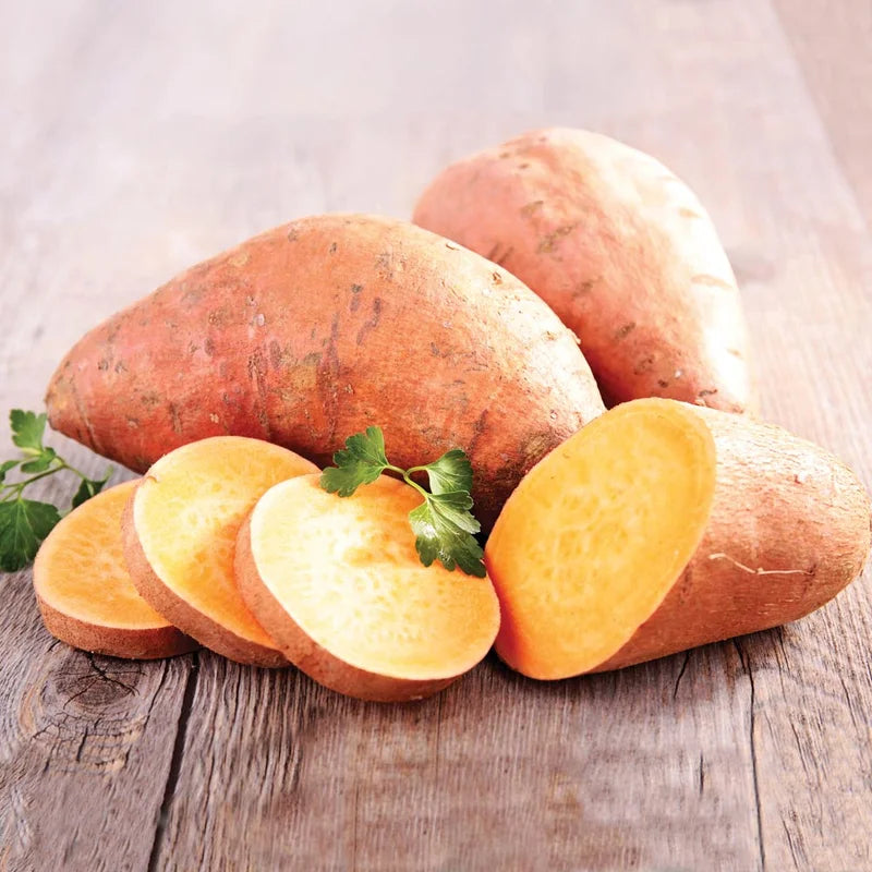 Beauregard Sweet Potato Plants - 5 Pack - 4-6 Inch Potted Vegetables