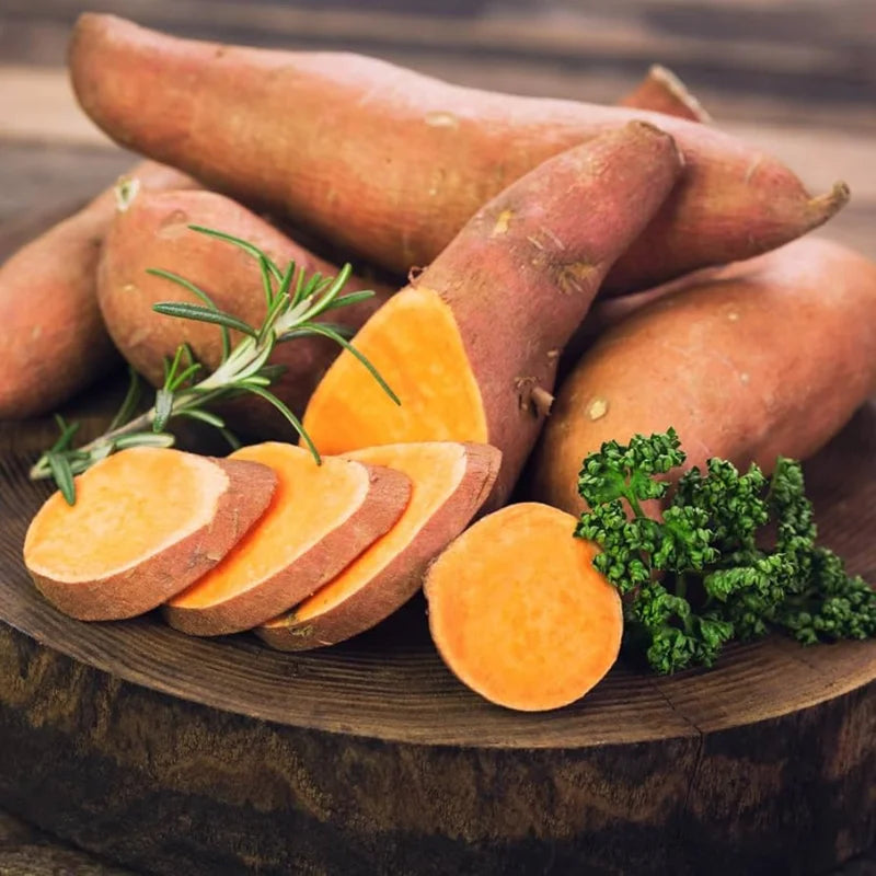 Beauregard Sweet Potato Slips - 10 Starter Plants - Grow Delicious Sweet Potatoes