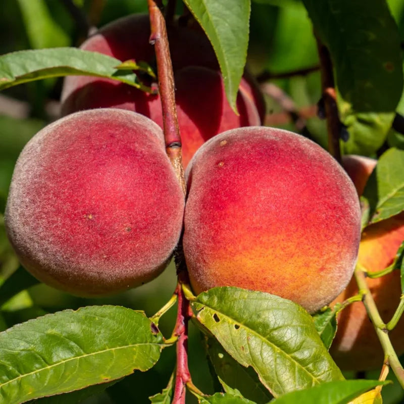 Belle of Georgia Peach Tree Plants - 2 Live Dormant Bare Roots - 12-18 inch - Backyard Orchard