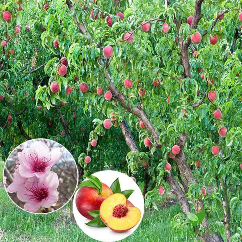 Belle of Georgia Peach Tree Plants - 2 Live Dormant Bare Roots - 12-18 inch - Backyard Orchard