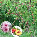 Belle of Georgia Peach Tree Plants - 2 Live Dormant Bare Roots - 12-18 inch - Backyard Orchard
