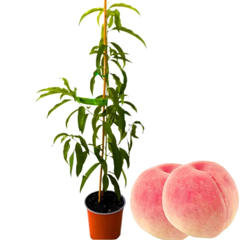 Live Peach Trees - 2 potted Live Plants - 6-10 Inch Dormant Peaches Plant