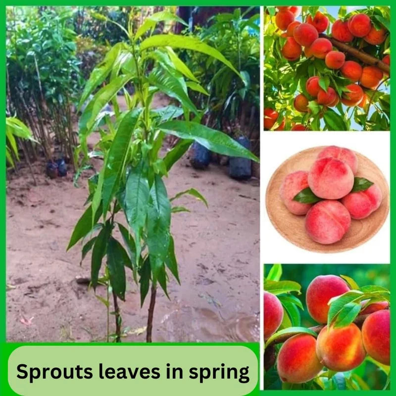 Live Peach Trees - 2 potted Live Plants - 6-10 Inch Dormant Peaches Plant