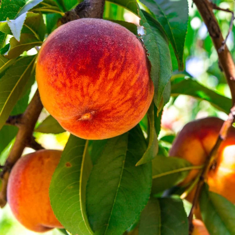 Live Peach Trees - 2 potted Live Plants - 6-10 Inch Dormant Peaches Plant