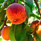 Live Peach Trees - 2 potted Live Plants - 6-10 Inch Dormant Peaches Plant