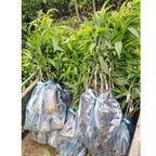 Live Peach Trees - 2 potted Live Plants - 6-10 Inch Dormant Peaches Plant