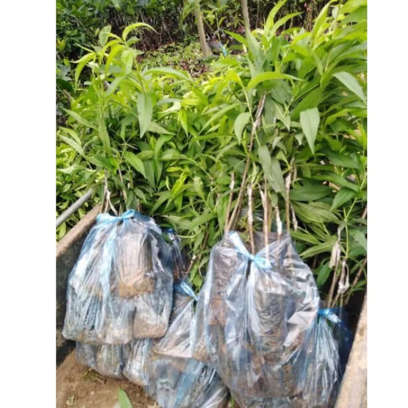 Live Peach Trees - 2 potted Live Plants - 6-10 Inch Dormant Peaches Plant