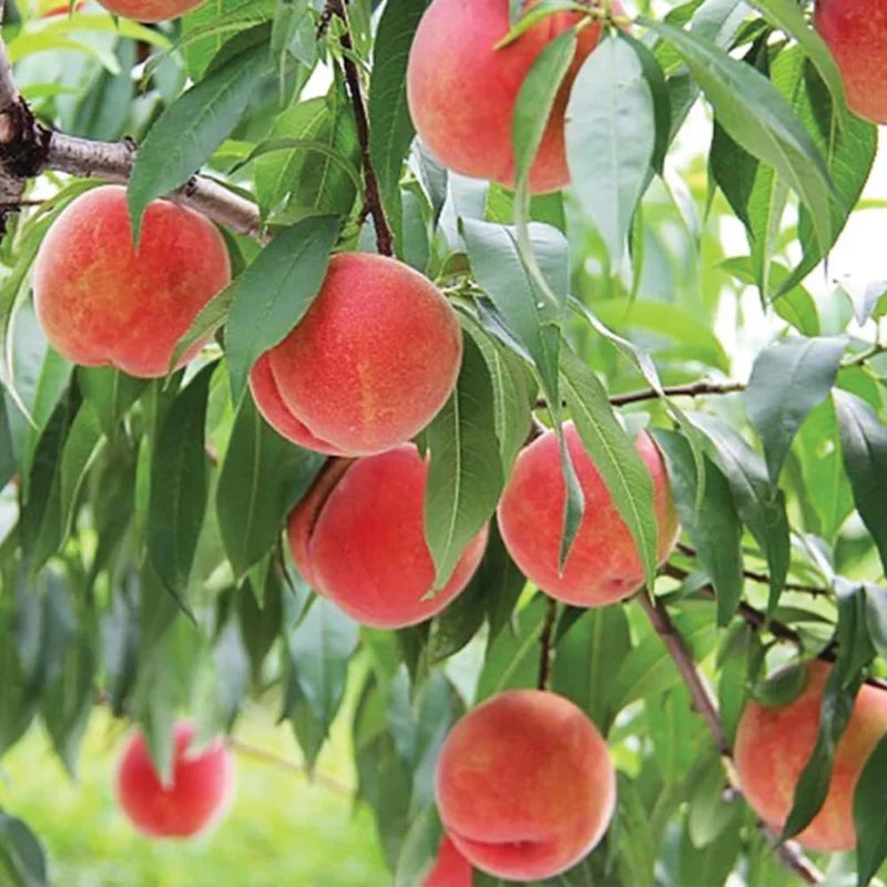 Belle of Georgia Peach Trees Live Plants - 12-18" Bare Root for Home Gardens