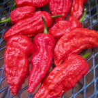 Red Ghost Hot Pepper Plants - 4 Inch Potted Bhut Jolokia Chili Pepper Live Plants