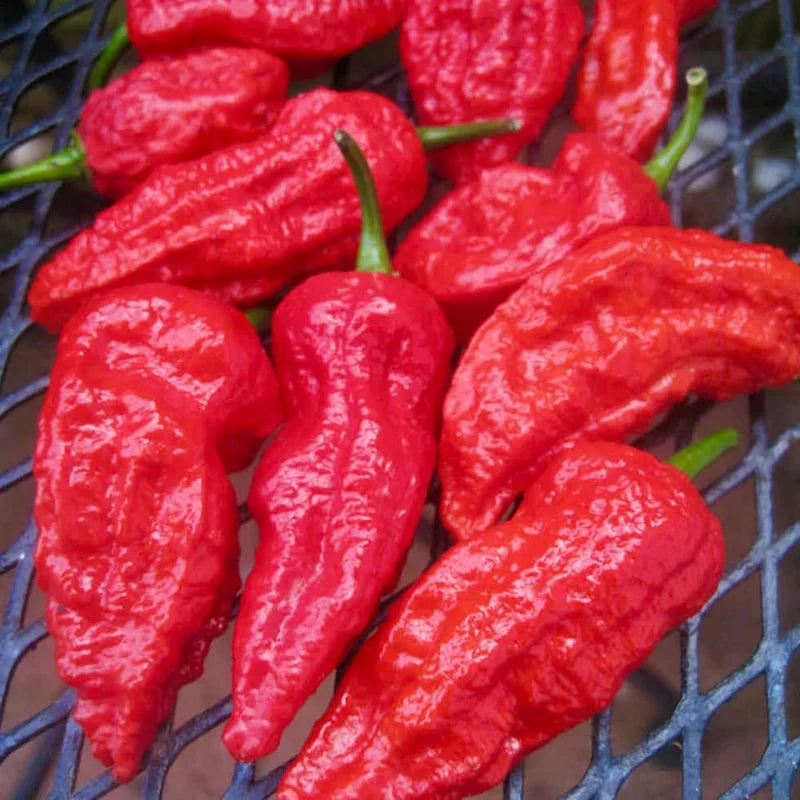 Red Ghost Hot Pepper Plants - 4 Inch Potted Bhut Jolokia Chili Pepper Live Plants
