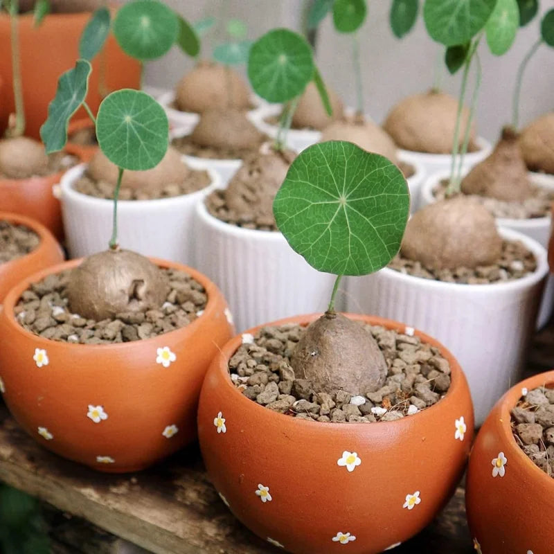 Big Stephania Plant Caudex, Stephania Cepharantha Bulb (2.5-3") Vining Plant Easy Planting, Stephania Live Plant, Rare Succulent Plant, No Leaf, Climbing Flowering Vine Plant