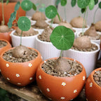 Big Stephania Plant Caudex, Stephania Cepharantha Bulb (2.5-3") Vining Plant Easy Planting, Stephania Live Plant, Rare Succulent Plant, No Leaf, Climbing Flowering Vine Plant