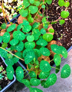 Big Stephania Plant Caudex, Stephania Cepharantha Bulb (2.5-3") Vining Plant Easy Planting, Stephania Live Plant, Rare Succulent Plant, No Leaf, Climbing Flowering Vine Plant