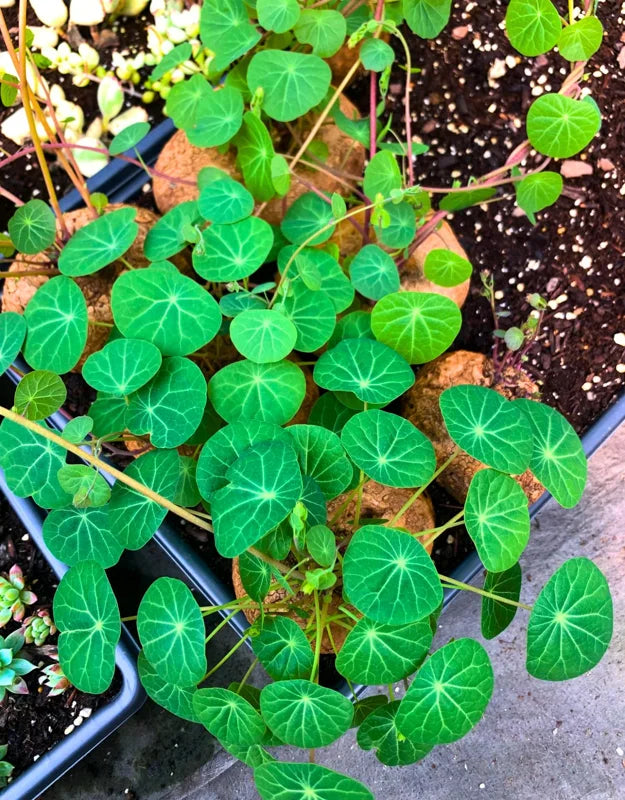 Big Stephania Plant Caudex, Stephania Cepharantha Bulb (2.5-3") Vining Plant Easy Planting, Stephania Live Plant, Rare Succulent Plant, No Leaf, Climbing Flowering Vine Plant