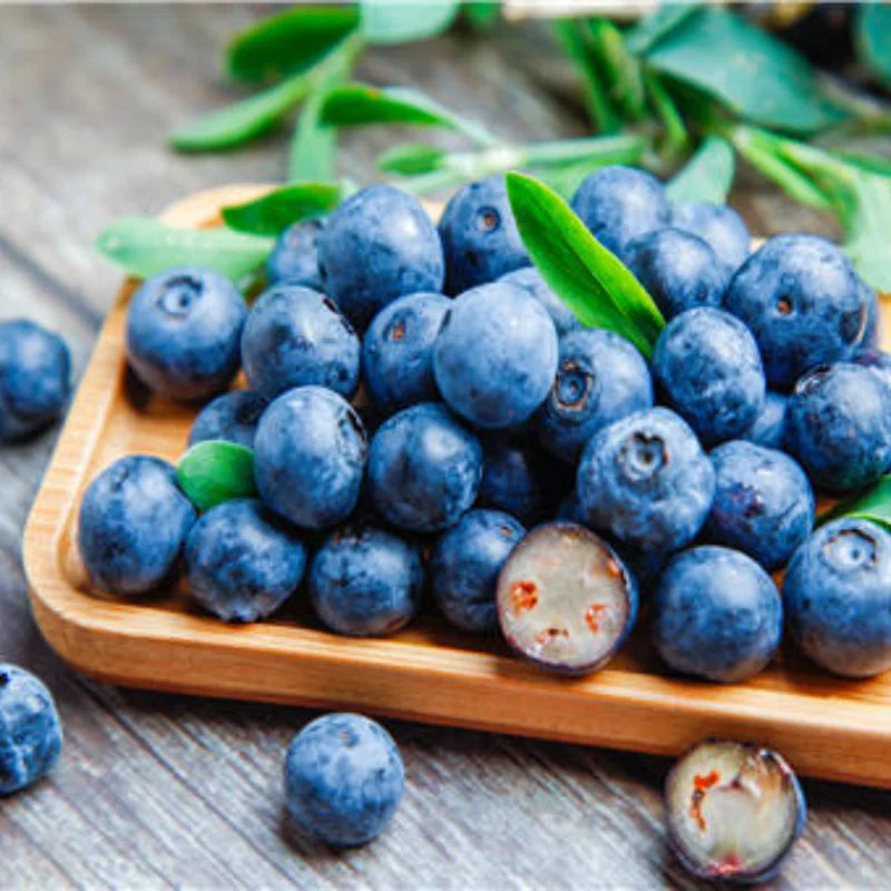 2 Blueberry Plants Live - Northern Highbush Blueberry Bushes 12-18 Inches