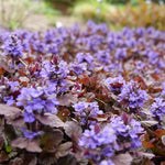 5 Black Ajuga Plants Live – Hardy Ground Cover in 3.5-Inch Pots, Ideal for Outdoor Landscapes and Pathways