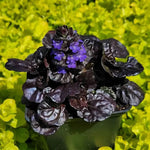 3 Black Ajuga Live Plants – Compact 3.5-Inch Potted Perennials for Stunning Outdoor Ground Cover