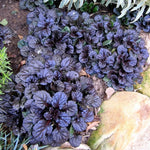 5 Black Ajuga Plants Live – Hardy Ground Cover in 3.5-Inch Pots, Ideal for Outdoor Landscapes and Pathways