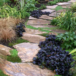 Black Ajuga Live Plant – Hardy Ground Cover in 3.5-Inch Pot, Perfect for Vibrant Garden Designs