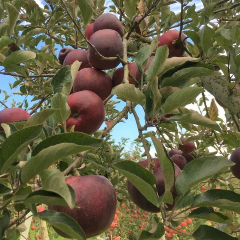 Apple Tree Plant - 3 Feet Black Apple Fruit Tree - Gallon Pot