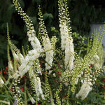 10 Cohosh Plants Live Bare Root – Perennial Blue and Black Cohosh for Beautiful Outdoor Landscaping