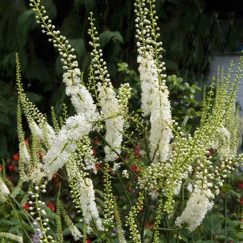 10 Cohosh Plants Live Bare Root – Perennial Blue and Black Cohosh for Beautiful Outdoor Landscaping