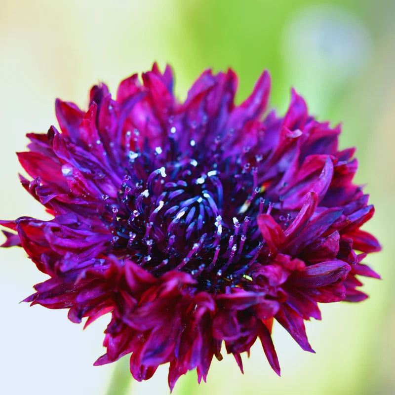 Black Cornflower Plants Live - Set of 2 - Easy to Plant Flowers