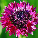 Cornflower Plant 4 Pack Live - Black Cornflower Flower Plant 3-5 Inches Tall