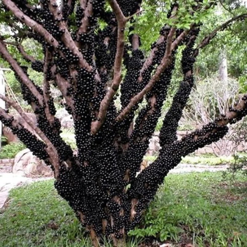 Black Jaboticaba Tree Live Plant - 1 Year Old Seedling - 1 Feet Tall