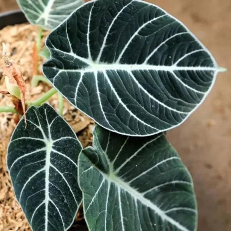 Black Velvet Alocasia - 5 Live Starter Plants - Dark Green Tropical Indoor Growing