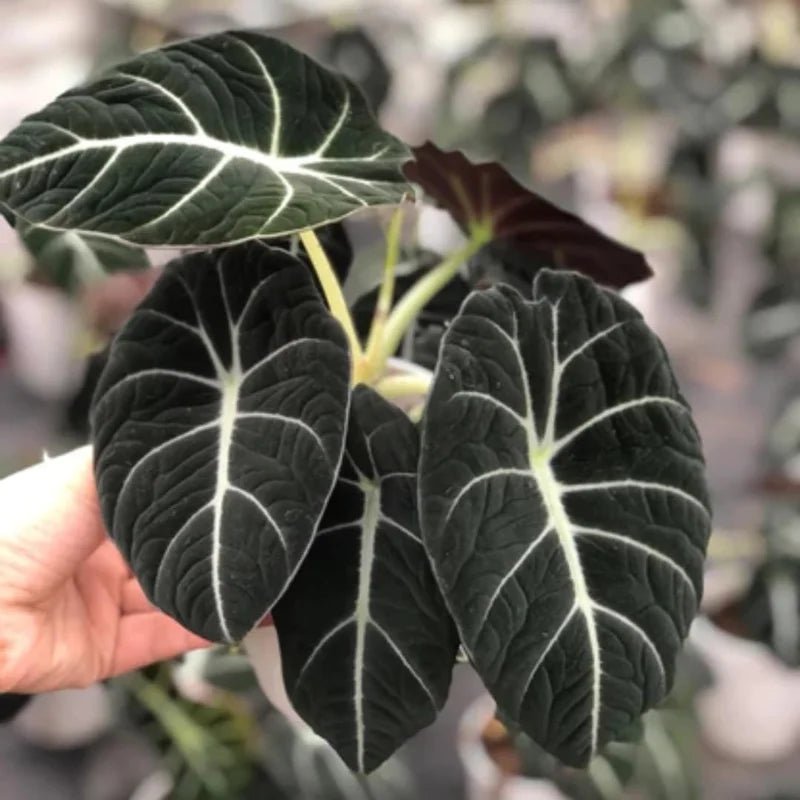 Black Velvet Alocasia - 5 Live Starter Plants - Dark Green Tropical Indoor Growing