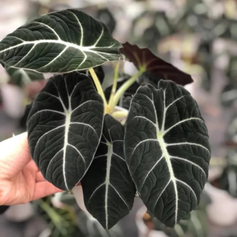 Black Velvet Alocasia Live Plant for Planting, 5 to 7 Inc Tall, Indoor Houseplant Alocasia Plant Live, No Pot, Alocasia Colocasia Taro Plant for Growing