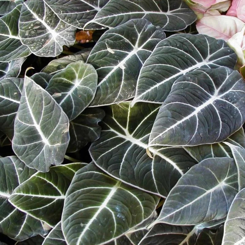 Black Velvet Alocasia Live Plant for Planting, 5 to 7 Inc Tall, Indoor Houseplant Alocasia Plant Live, No Pot, Alocasia Colocasia Taro Plant for Growing