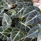 Black Velvet Alocasia Live Plant for Planting, 5 to 7 Inc Tall, Indoor Houseplant Alocasia Plant Live, No Pot, Alocasia Colocasia Taro Plant for Growing