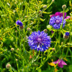 Cornflower Plant Live 4 Pack - Blue Cornflower Flower Plants Small Size