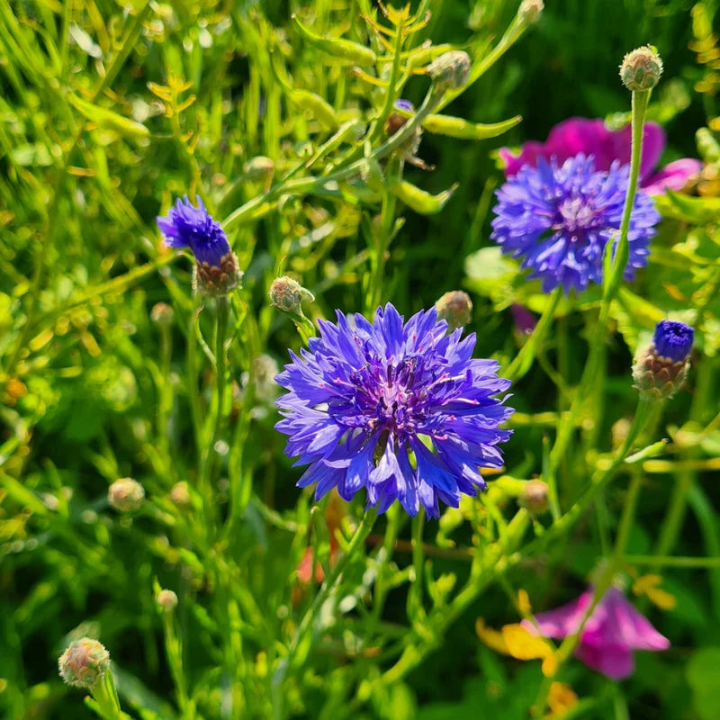 Cornflower Plant Live 4 Pack - Blue Cornflower Flower Plants Small Size